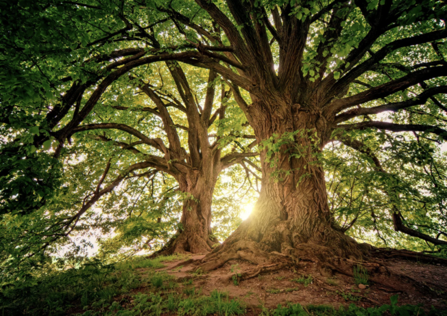 How God Led Us Back to the Jewish Roots of Christianity